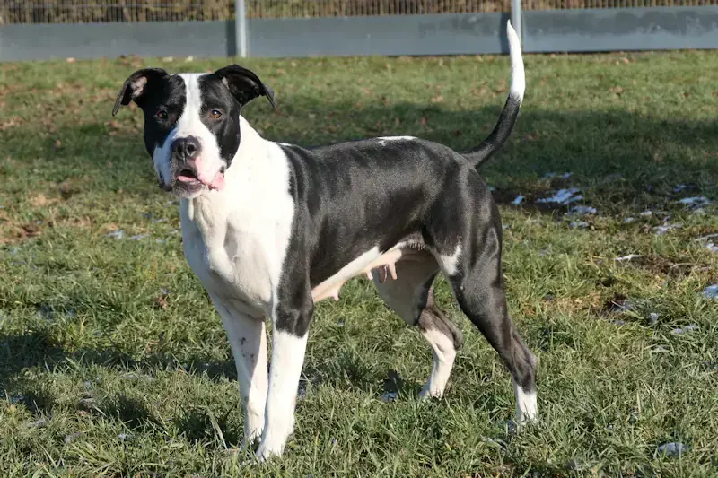 Esmé - American Staffordshire Terrier - Bild 2