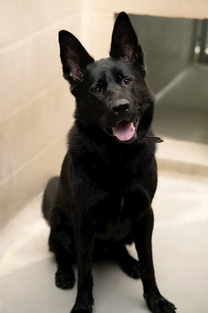 Oskar - Deutscher Schäferhund - Bild 4