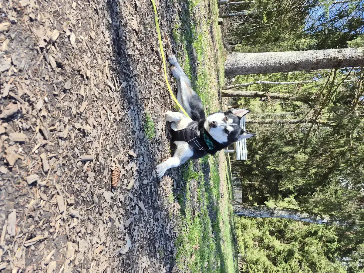 Husky - Siberian Husky - Bild 5