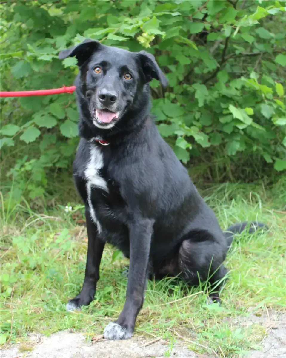 MILOW - Border Collie, Labrador Retriever - Bild 1