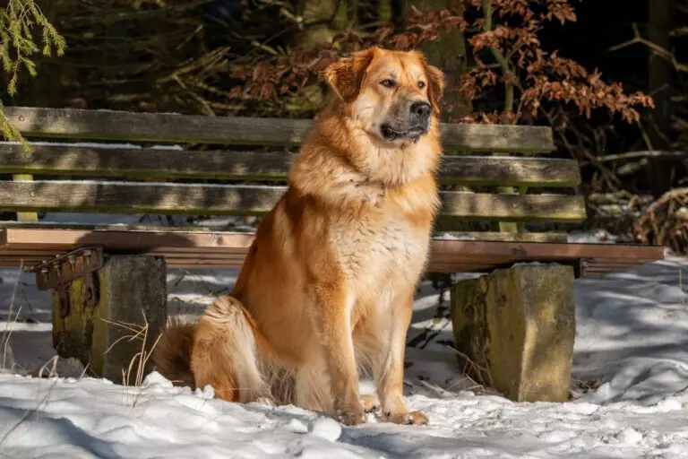 Knut -  - Bild 2