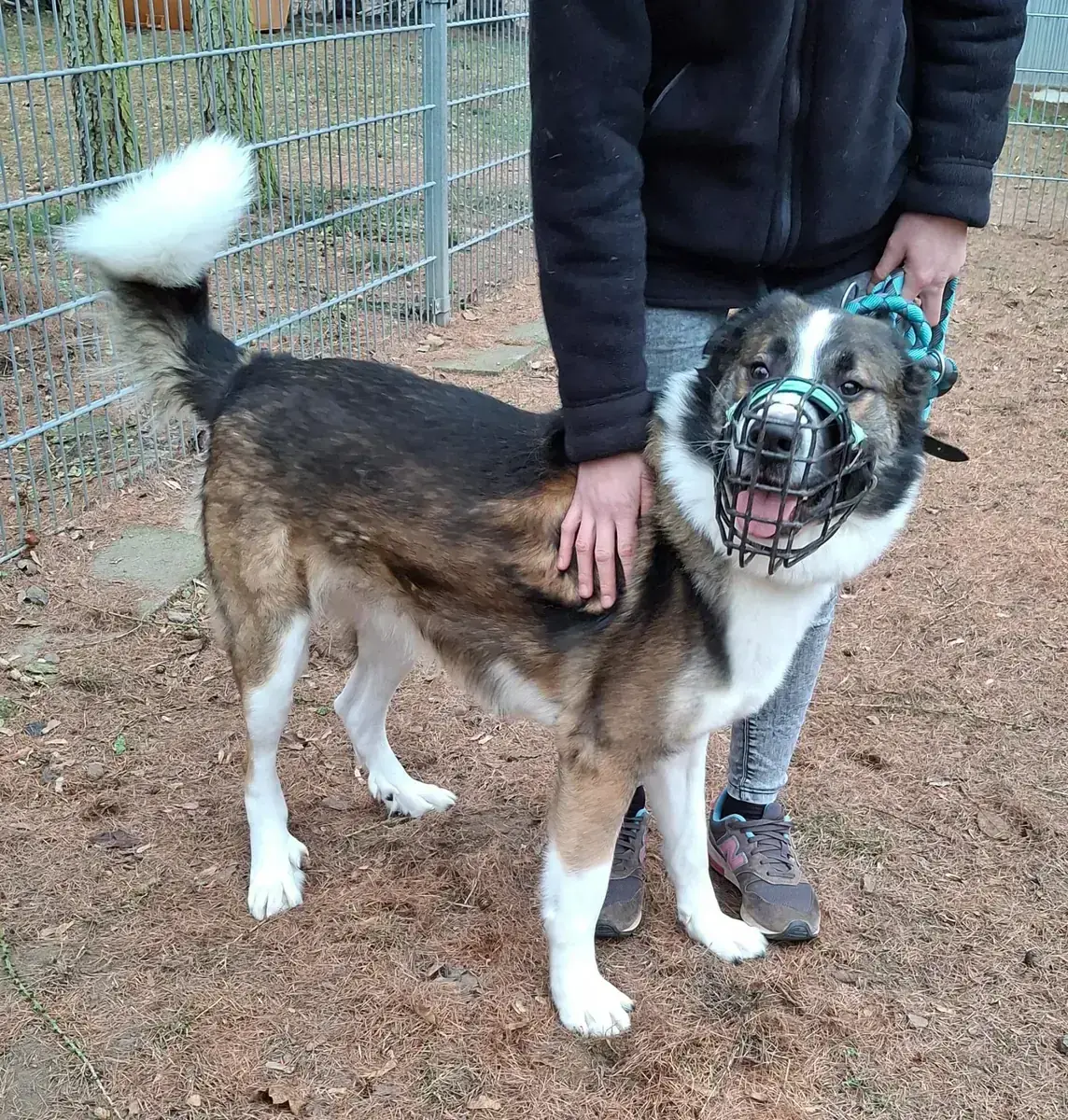 Lennart (Lenny) – Französischer Vorstehhund, Typus Pyrenäen – Bild 4