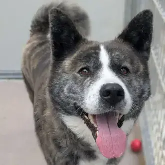 Lucy - Akita - Bild 9