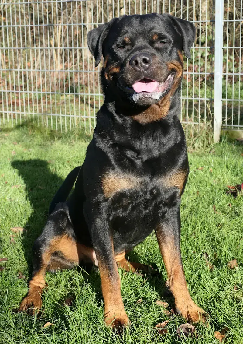 Muffin - Rottweiler - Bild 3