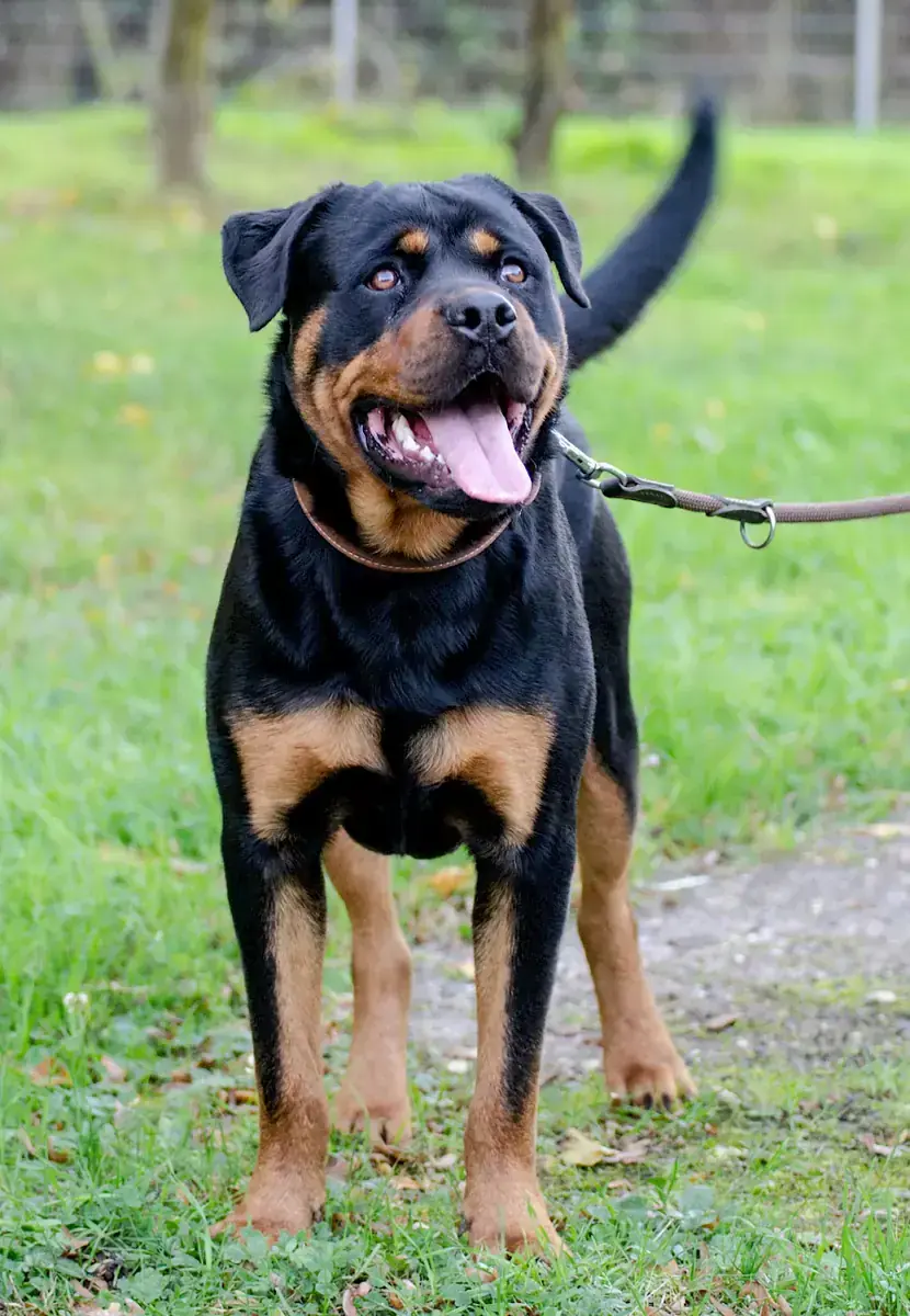 Tiger - Rottweiler - Bild 3