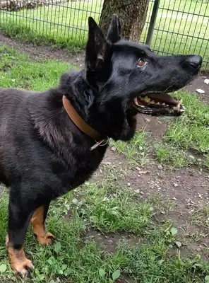 Bonzo – Deutscher Schäferhund – Bild 7