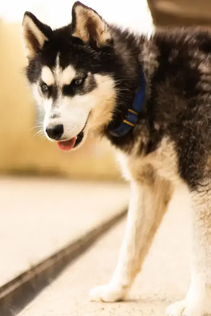 Tanuki – Siberian Husky – Bild 3