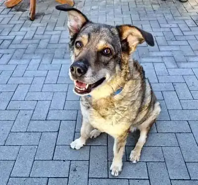 Joy – Hund – Bild 4