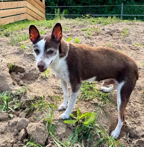 Pancho -  - Bild 6