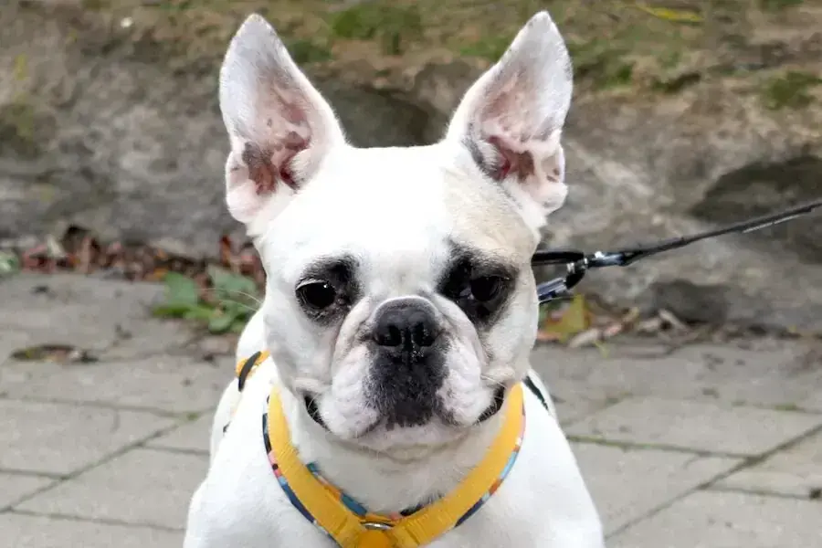 Französische Bulldogge Elsa