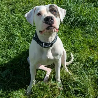 Mia - Dogo Argentino - Bild 3