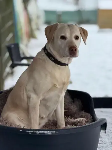 Merry - Labrador Retriever - Bild 7