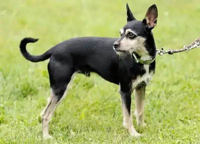 Patu – Riesenschnauzer, Afghanischer Windhund – Bild 4