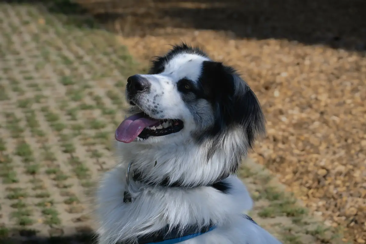Buddy - Samojede - Bild 9