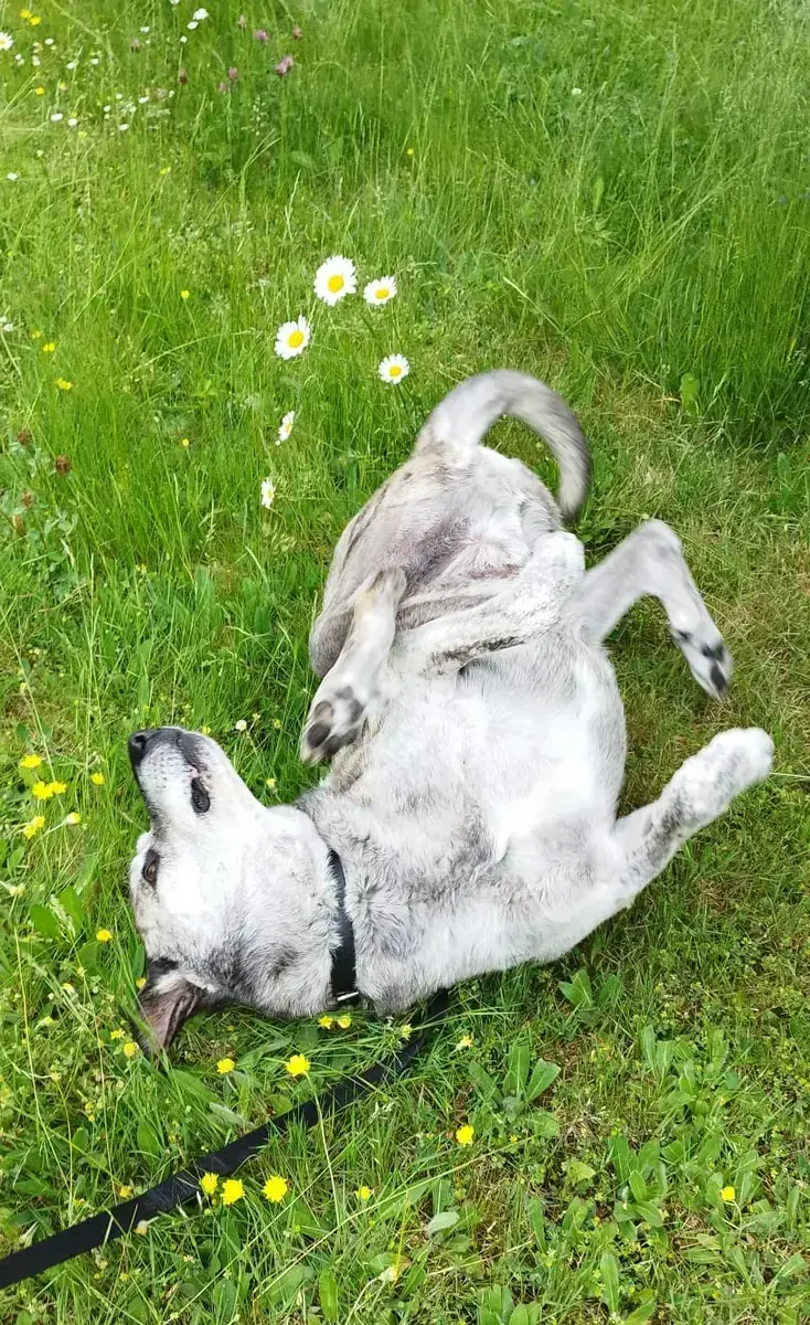 Lucky -  - Bild 5