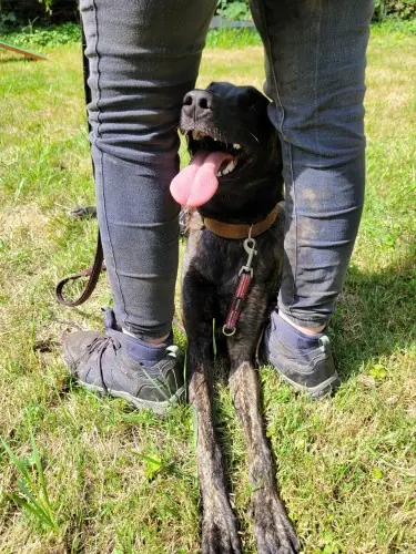 Freya - Hollandse Herdershond - Bild 10