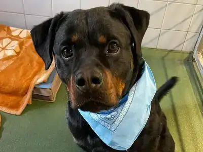 Han Solo – Rottweiler – Bild 2