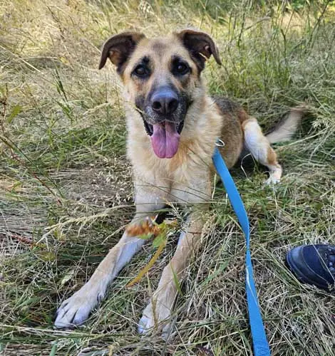 Luna - Deutscher Schäferhund - Bild 2