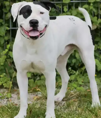 CARLOS – American Staffordshire Terrier – Bild 3