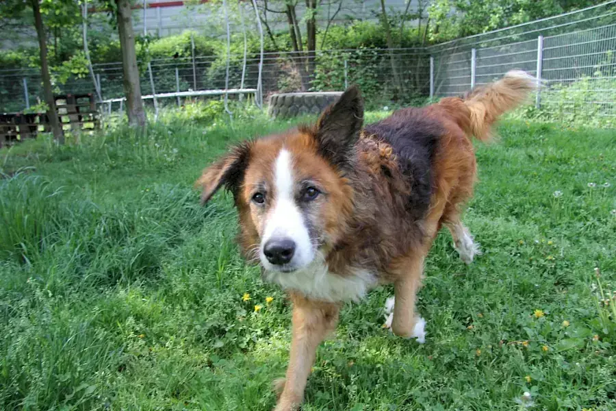 Sparky -  - Bild 2