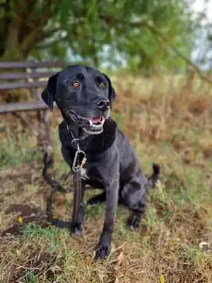 Vincente – Hund – Bild 6
