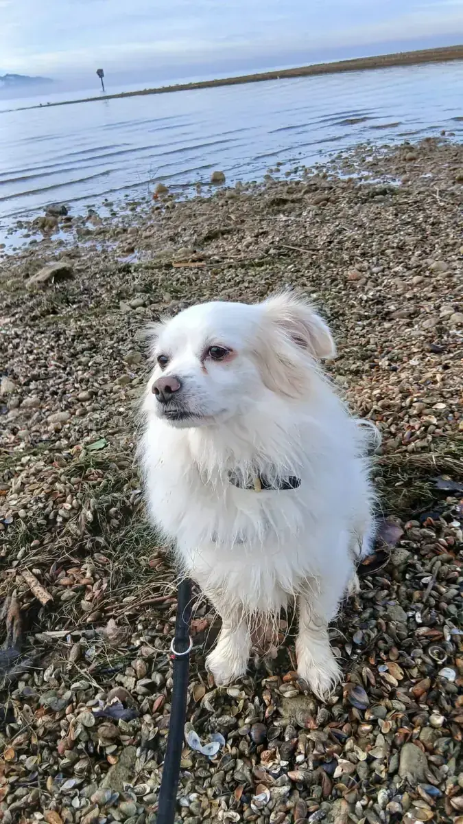 Simba -  - Bild 1