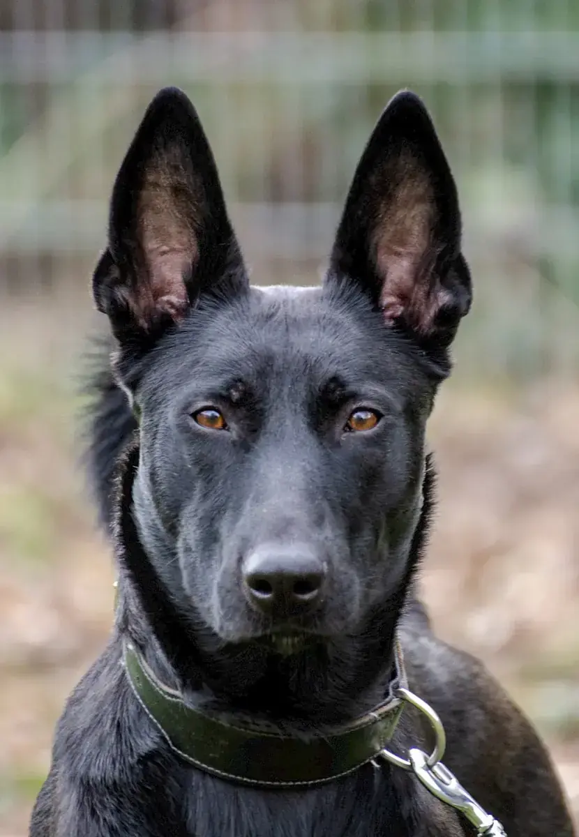 Greta - Deutscher Schäferhund - Bild 7
