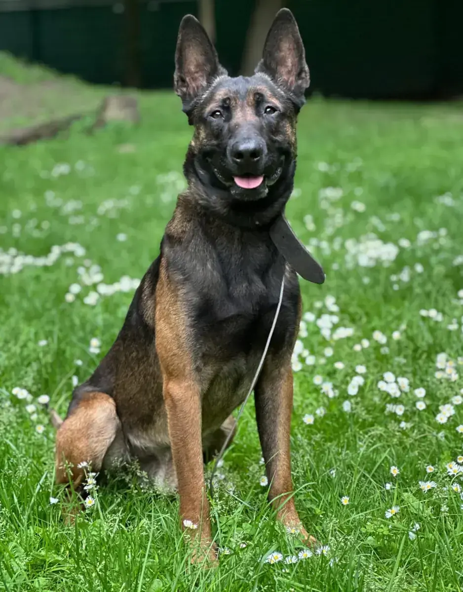 Kimbo -  - Bild 2