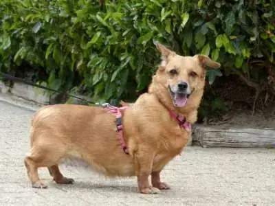 Toffee -  - Bild 3