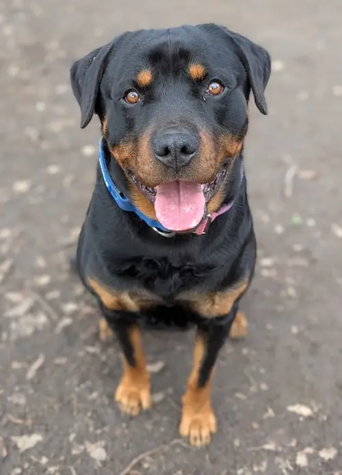 Aragon - Rottweiler - Bild 2