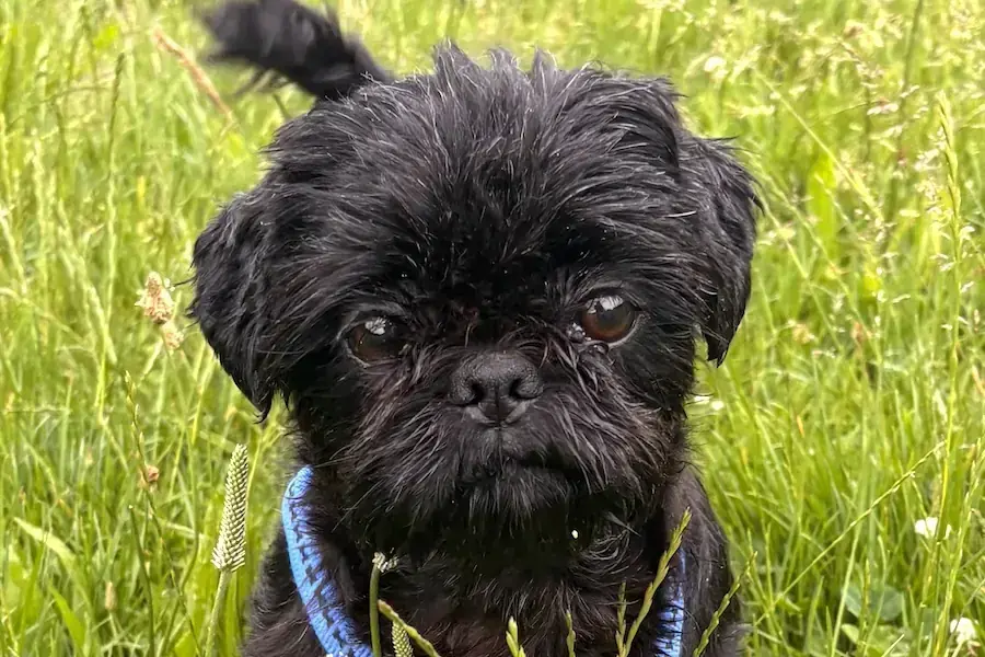 Shih Tzu Betty
