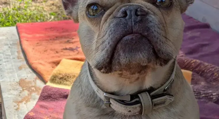 Xena - Französische Bulldogge - Bild 1