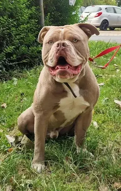 Dexter -  - Bild 3
