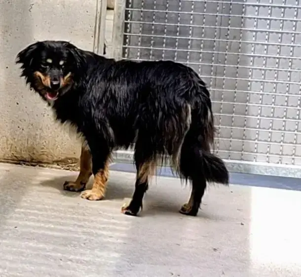 Chicco -  - Bild 1
