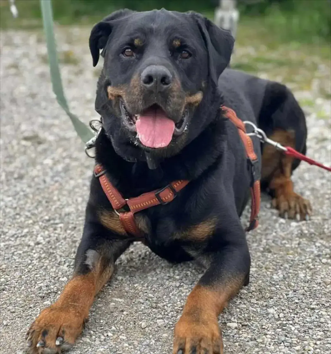 Tapsi/Patschi - Rottweiler - Bild 3