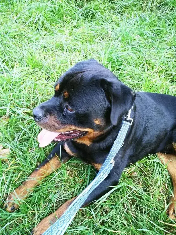 Nero - Rottweiler - Bild 4
