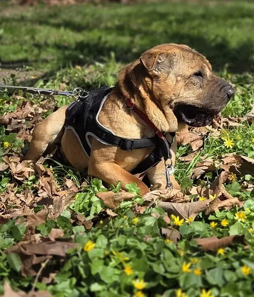 Camillo - Shar-Pei - Bild 3
