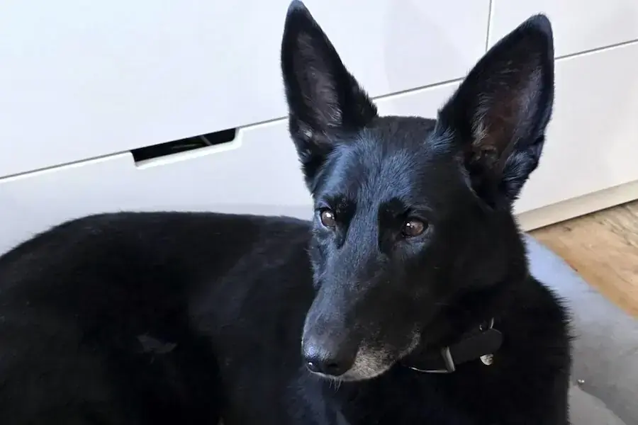 Blacky - Deutscher Schäferhund - Bild 2