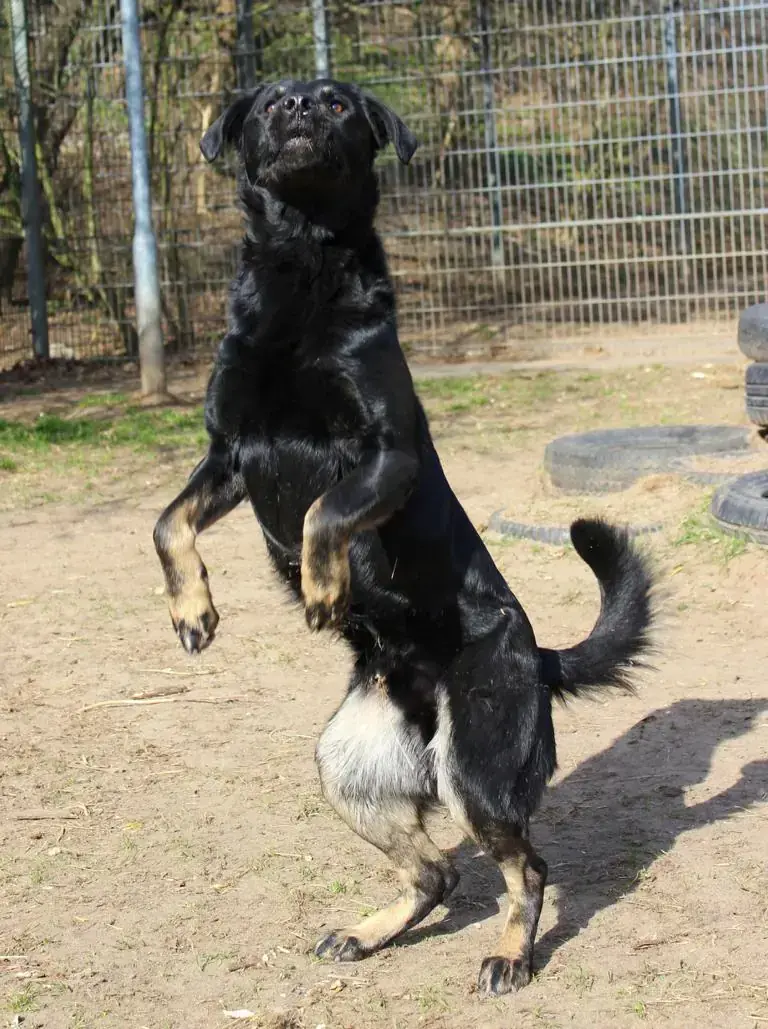 Nase - Deutscher Schäferhund - Bild 2