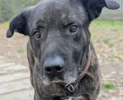 Cane Corso Italiano-Mix Chester
