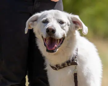 Bumi - Kangal-Hirtenhund - Bild 4