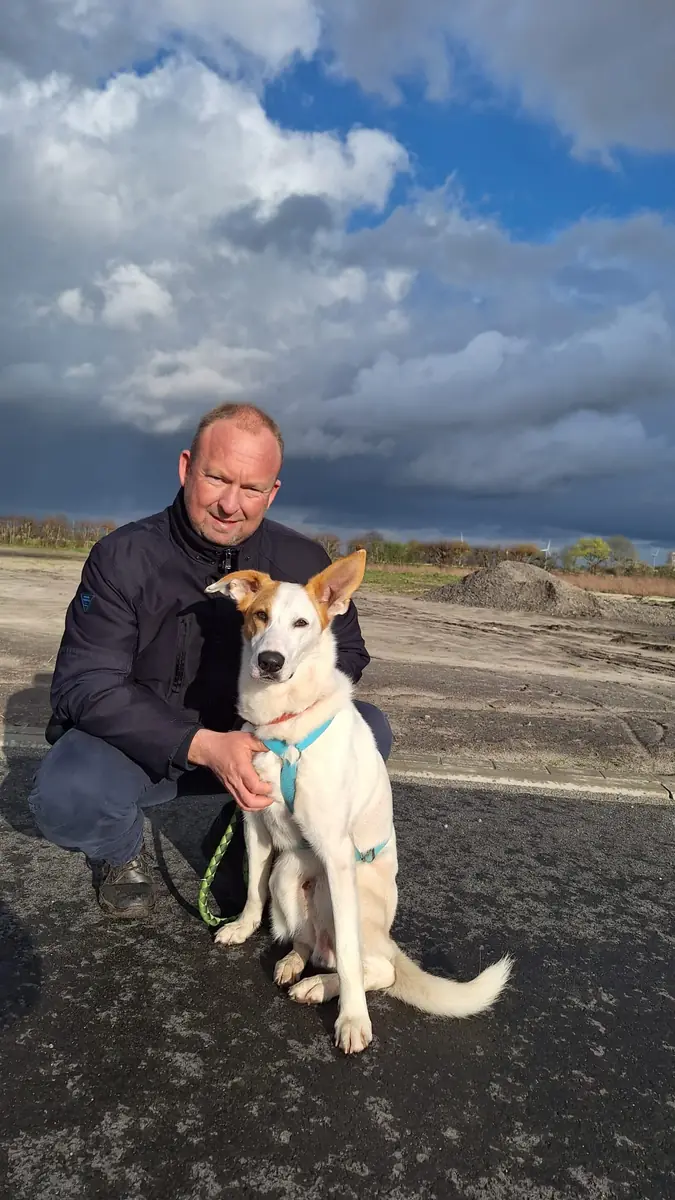 Duke - Podenco Canario - Bild 8