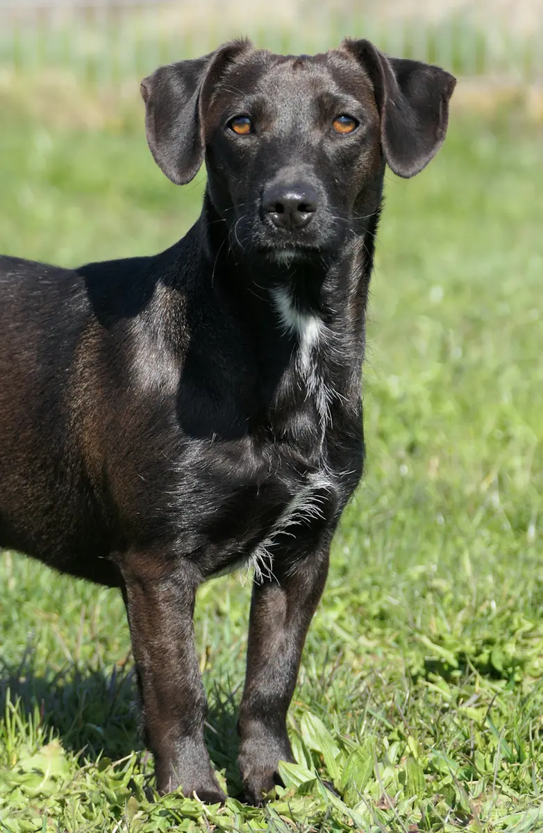 Casey - Dackel - Bild 2