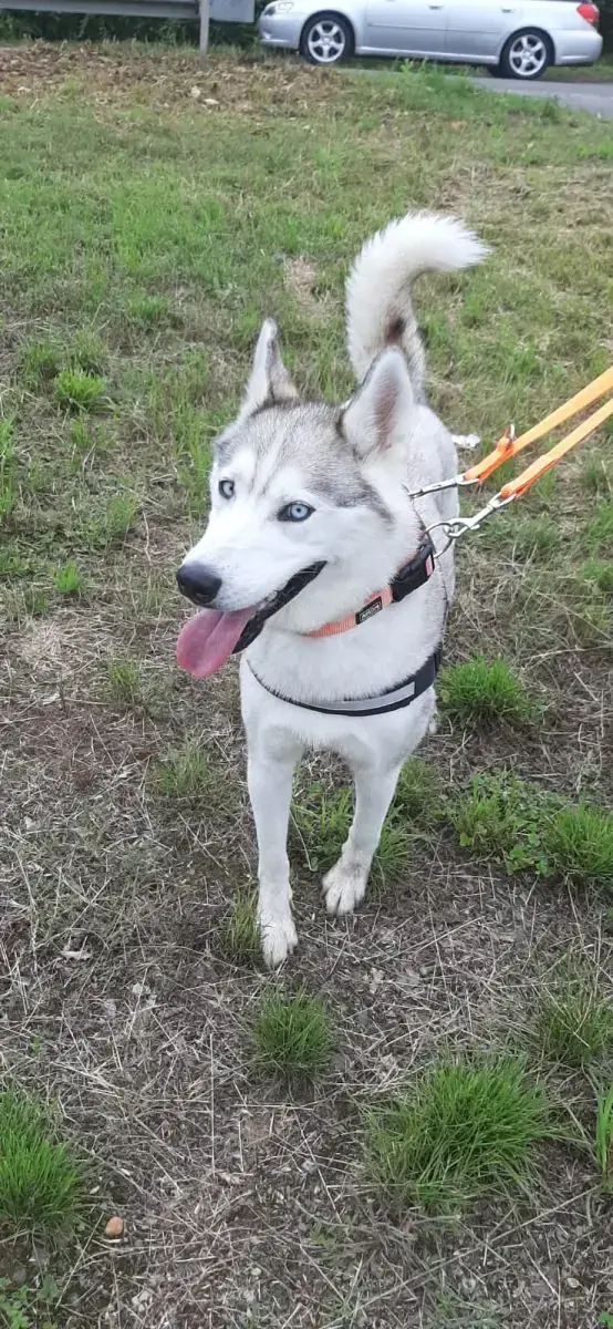 Ice - Siberian Husky - Bild 14
