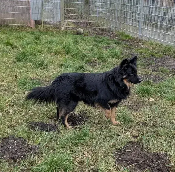 Hund Kiki