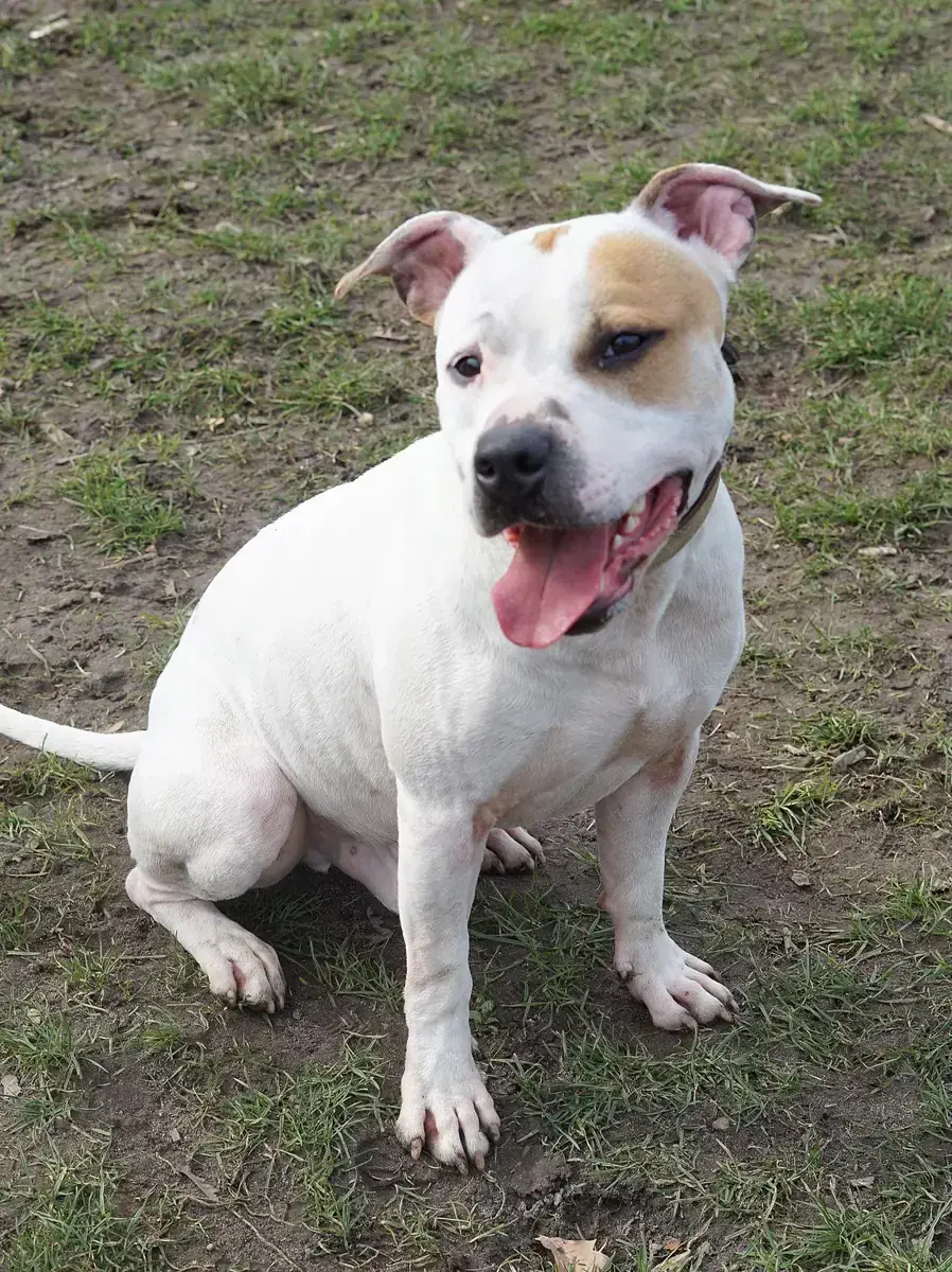 Karlson - American Staffordshire Terrier - Bild 2