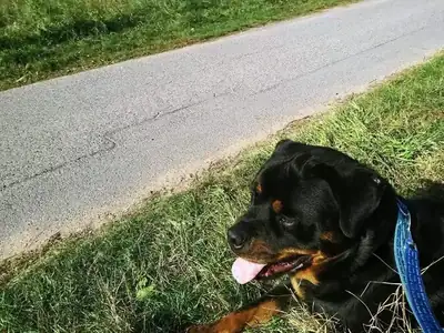 Nero – Rottweiler – Bild 3