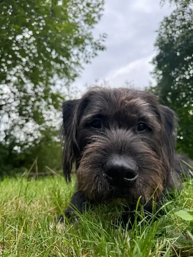 Kalle - Riesenschnauzer - Bild 4