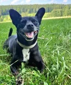 Elsa -  - Bild 1