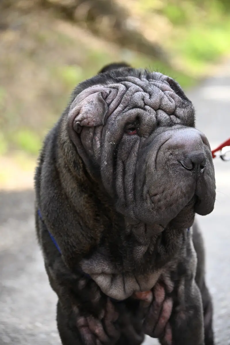 Luis - Shar-Pei - Bild 1